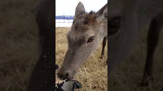 Оленеводческое хозяйство в Нижегородской области #shorts #сельскоехозяйство