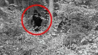 Bigfoot Sightings 2012 (Not a foot with tape stuck to it)