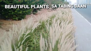 BEAUTIFUL PLANTS SA TABING DAAN