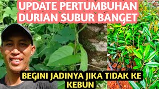 Update Kebun Duren || cara merawat durian || Pembasmian gulma yang jadi masalah petani