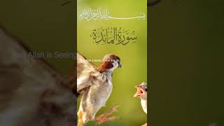 Surah Al-Ma'idah Mishary bin Rashid Alafasy I Ayah 71-72