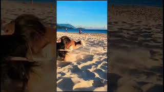 Jack é a amiguinha Eva #brincadeira na praia #cachorr #dog #myanimal #pets #cachorro