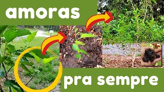 COMO TIRAR MUDAS DE AMORA EM 3 MINUTOS! 🌱