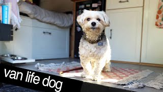 LIFE AS A VAN DOG | day in the life of Opie | casual fridays