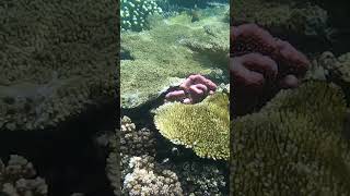 Fiji’s Great Sea Reef Snorkeling 2024