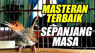 SUARA PRENJAK TAMU GACOR dorrr GASSPUL | 100% AMPUH BUAT PANCINGAN PRENJAK BAHAN