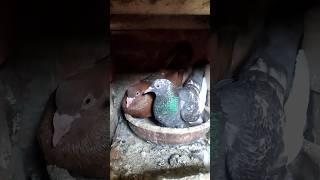 desi kabutar joda #shorts #viral #pigeon #nafeespigeon