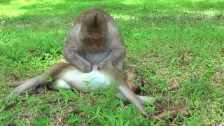 Monkey Making Massage to Family