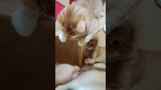 #music #lyrics #cat #fullscottish #catvideos #britishblue #catlover #cutebluebrits #funnycatvideos