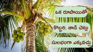 సులభంగా కొబ్బరి చెట్లు ఎక్కే స్కూటర్ || How To Climb a Coconut Tree || Advance Coconut Tree Climber