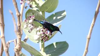 Glanznektarvogel