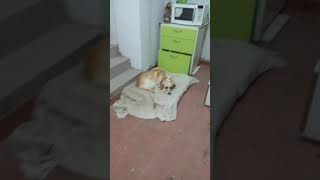 es el perro dormilon