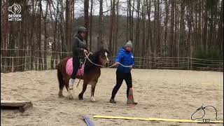 Berittpony - Erster Ritt 🥰 ruhiges Einreiten mit Herz ❤️