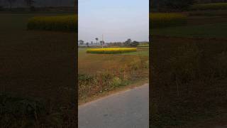 Village field #nature #shorts #shortvideo #village