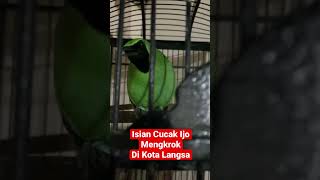 Cucak Ijo Mengkrok Isian Mewah