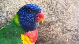 They have a brush-tipped tongue for feeding on nectar.