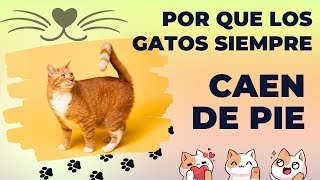 Los Gatos Siempre Caen de Pie 👉 Descubre el PORQUÉ 😯