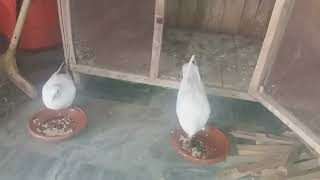 Female pigeon do Aaj badam kha rahe hain #MAsadBirds #pigeon #female