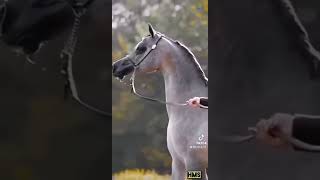 الخيل