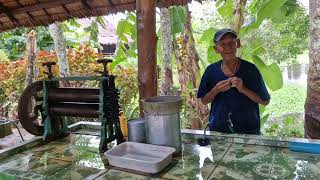 A DAY AT THE PHUKET OLD FARM :  RICE AND RUBBER PROCESS (1 )