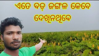 ଏତେ ବଡ଼ ଜଙ୍ଗଳ କେବେ ଦେଖିନଥିବେ?/हमारे भारत का सबसे बड़ा जंगल कौन सा हैBapi lifestyle new vlog