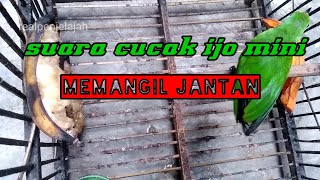 SUARA CUCAK IJO MINI MEMANCING JANTAN