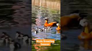 Ruddy Shelduck Waterfall Birds Breeding Season