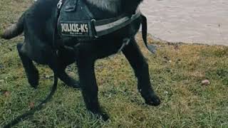 Belgian malinois puppy 🐶 🐕 🐶