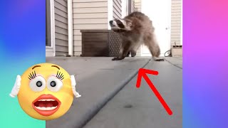 【FUNNY VIDEO】Do NOT mess with racoon!!!