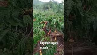 tugusari ngopi maseh