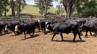 Canowie Cattle co - 114 Angus & Angus Cross steers