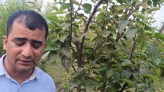 नासपाती की व्यवसायिक खेती कैसे करें, Pears farming in All india, नासपाती की खेती से करें कमाई