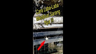 Cara Laba Laba Membuat Sarang