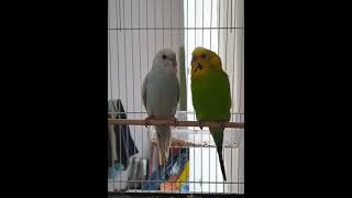 Smart and lovely little budgies #part-1