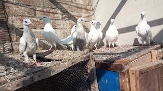 3 Udane Lage Hain new shauk baby pigeon #MAsadBirds #babypigeon #newshauk