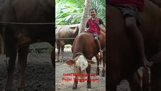 Ikbal Naik Sapi Suro Sapi Simental Super