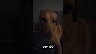 Day 120 of posting my dog until we hit 1k subscribers #mydog #mypet #funny #1ksubscribers #pet