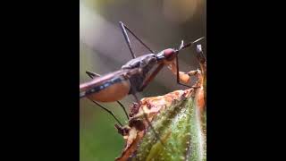 Banana stalk fly #weird #nature