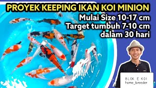 KEEPING IKAN KOI MINION UNTUK PEMULA| Showa Shiro Goromo dan Kin Showa