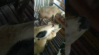 Bermain sulap bareng kambing lucu di kandang K.Aziz official  #shorts