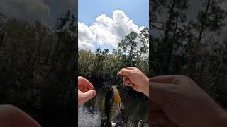 #Snippet of #Bluegill Catch from my #Trick #Hook #Fishing #Video. #fishingequipment #ytshorts