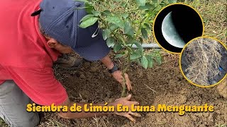 SIEMBRA DE LIMON (LunaMenguante).