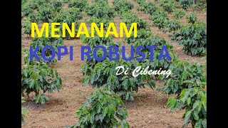 Menanam Bibit Kopi Robusta di Cibening Bekasi#kopi #kopirobusta #kebunkopi