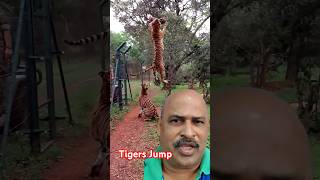 Tiger jump🐅 #shorts #youtubeshorts #Vipul #trending #tiger #lion #safari#funny