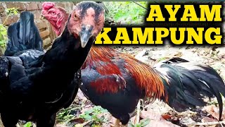 SUARA AYAM JAGO BERKOKOK 🔴 INDUK AYAM SETELAH BERTELUR II ANAK AYAM