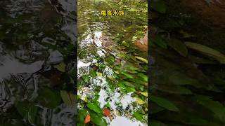 椒草的生長水域比我家魚缸水還清澈