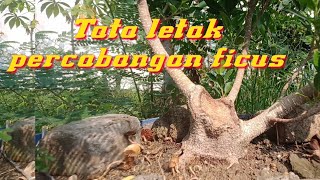 program the max | menata percabangan bahan bonsai ficus