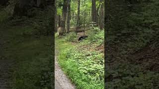 Momma bear with 3 cubs on Cades Cove Loop in the Great Smoky Mountains