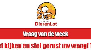 Vlog #9 Stichting DierenLot met Piet Hellemans