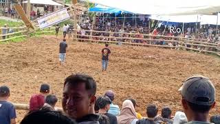 Arena adu kerbau Tedong Silaga I arena kelas berat Rantepaku bolu Toraja Utara